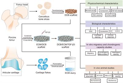 Biofunctionalized Structure and Ingredient Mimicking Scaffolds Achieving Recruitment and Chondrogenesis for Staged Cartilage Regeneration